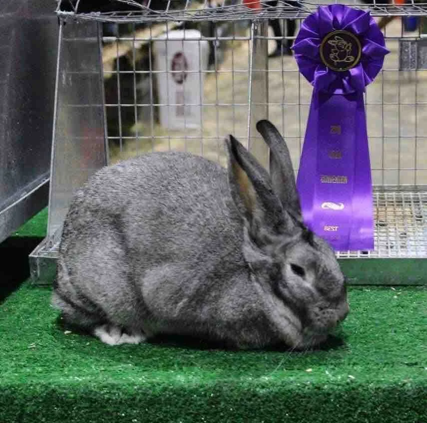 Heritage Rabbits — Heritage Livestock Canada